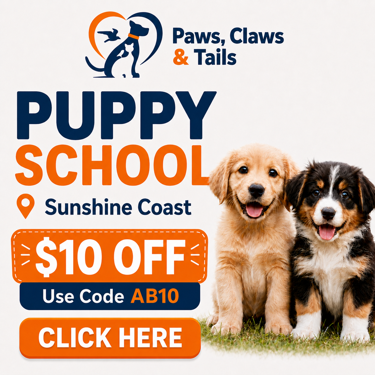 Puppy School School Sunshine Coast Puppy School School Sunshine Coast